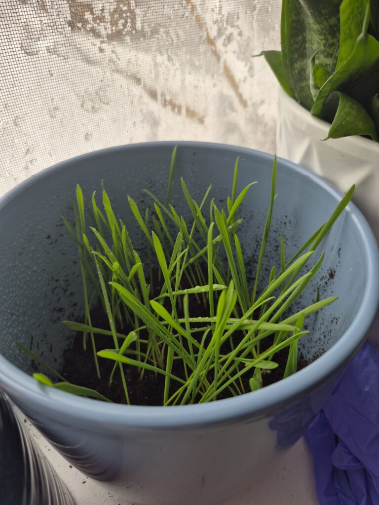 catgrass
