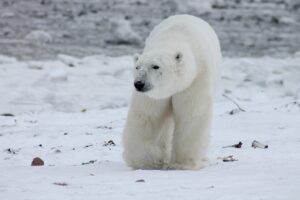 polar bear, bear, animal, nature, snow, wildlife, arctic, mammal, canada, cold, polar bear, polar bear, polar bear, polar bear, polar bear