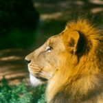 Profile of a majestic lion basking in sunlight, showcasing its vibrant mane and relaxed demeanor.